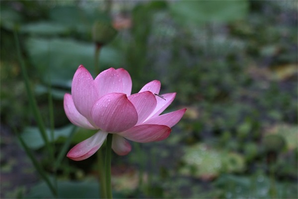 朋友圈积极阳光文案(精选52句)