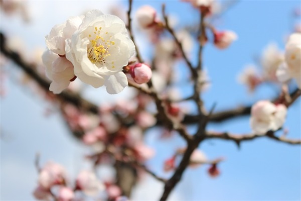主管会计岗位职责(精选4篇)