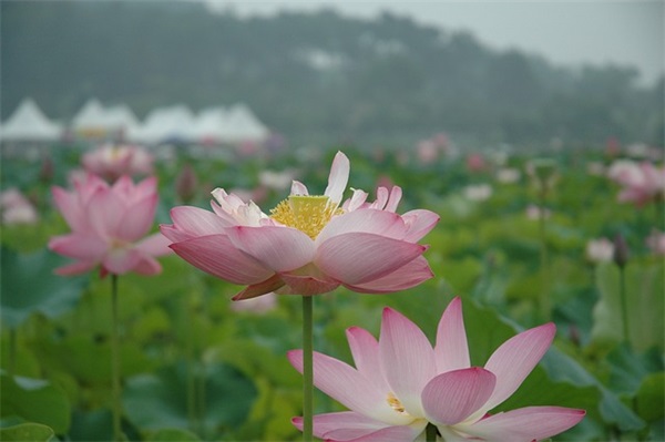 母亲节温馨短信87句