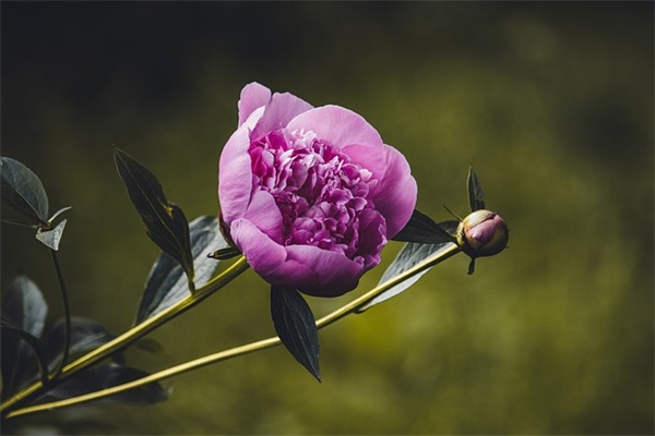 元旦节日祝福短信81句 元旦节日祝福短信81句