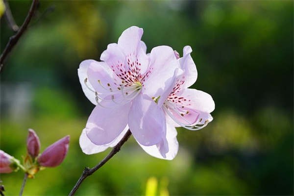 元宵节朋友祝福短信82句