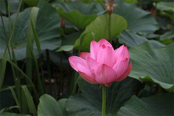 母亲节优美短信81句 母亲节优美短信81句