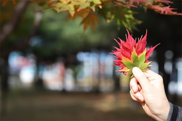 狗年春节问候短信83句 狗年春节问候短信83句