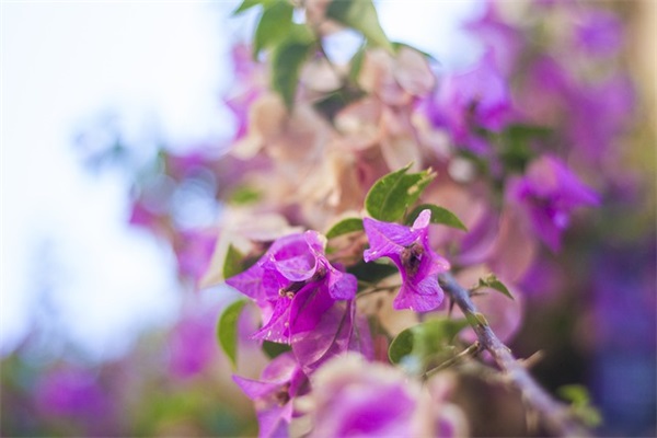 春节发给领导的短信81句 春节发给领导的短信81句