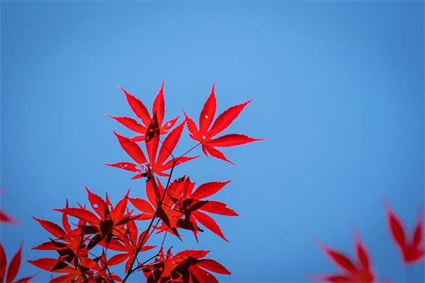 精彩春节短信81句 精彩春节短信81句