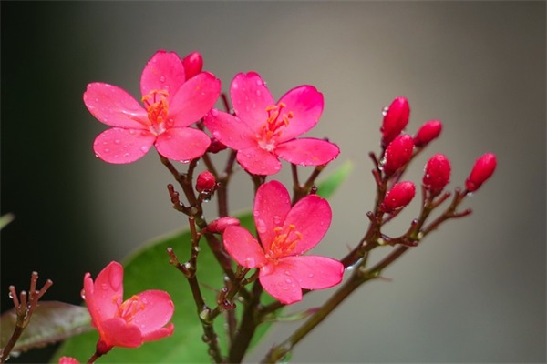 唐伯虎点秋香经典台词 唐伯虎点秋香经典台词赏花赏月赏秋香