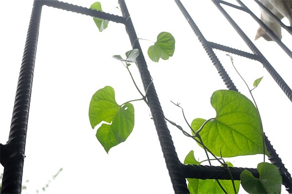 公鸡和母鸡(精选2篇) 公鸡和母鸡(精选2篇)