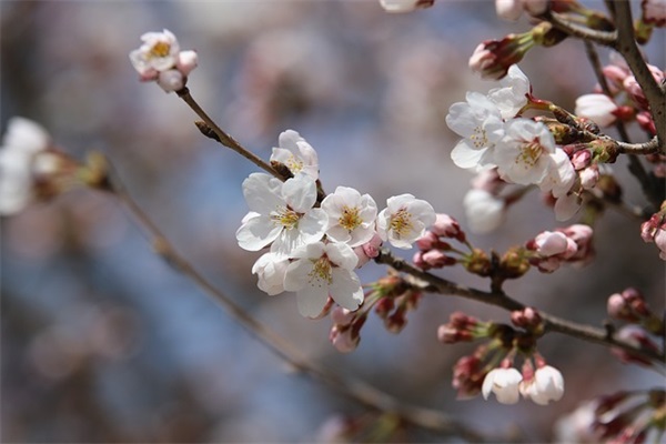 狂欢节(精选4篇)