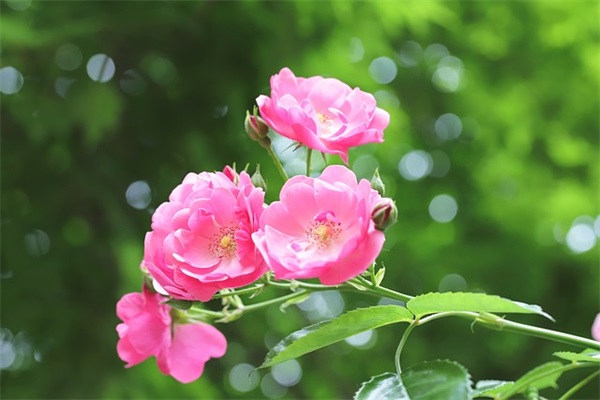 给客户的生日祝福短信81句 给客户的生日祝福短信81句
