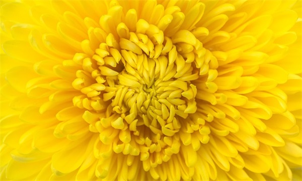 中秋节企业祝福短信81句 中秋节企业祝福短信81句