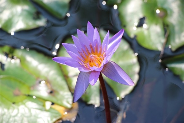 愚人节搞笑短信81句