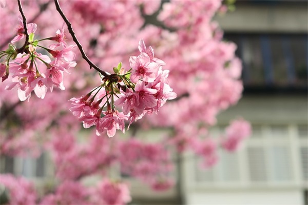 小学生新年简短寄语2019 【小学生新年简短寄语2019年级】 小学生新年简短寄语2019 【小学生新年简短寄语2019年级】