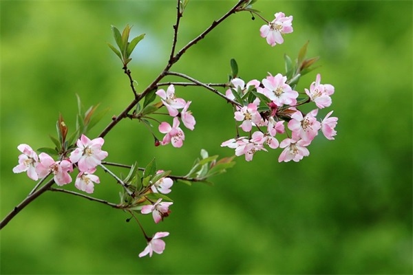 七岁生日寄语儿子 【七岁生日寄语儿子的话】 七岁生日寄语儿子 【七岁生日寄语儿子的话】