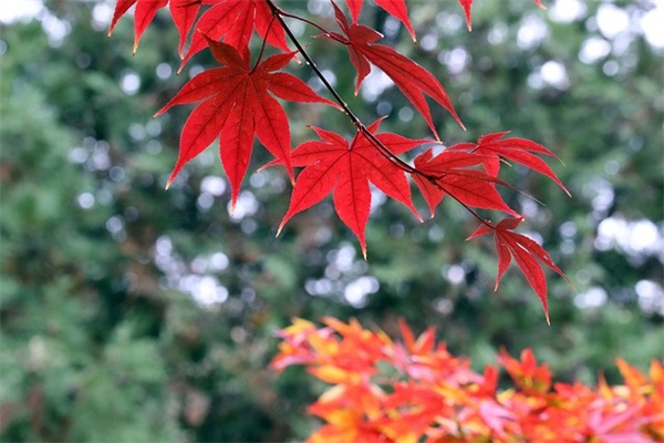 对老师的教师节寄语 【对老师节的祝福语】 对老师的教师节寄语 【对老师节的祝福语】