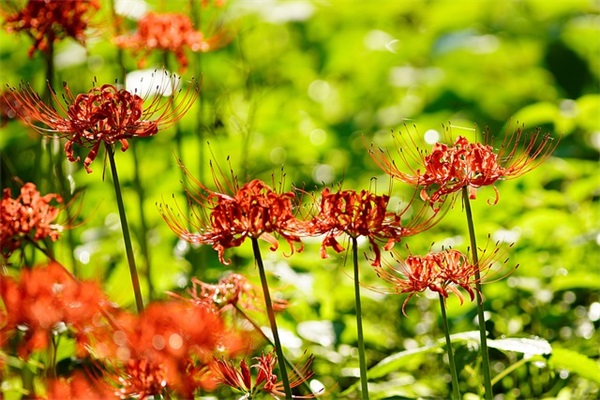 生日祝福短信给客户81句 生日祝福短信给客户81句