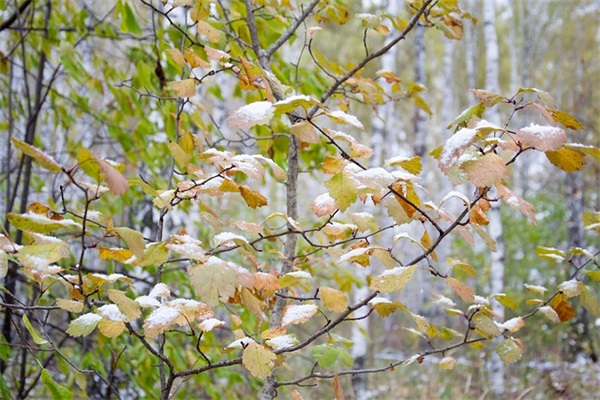 重阳节搞笑短信83句