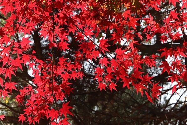 元宵节最新祝福短信79句