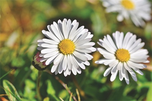 温柔且御姐的女生游戏昵称大全(精选391个)