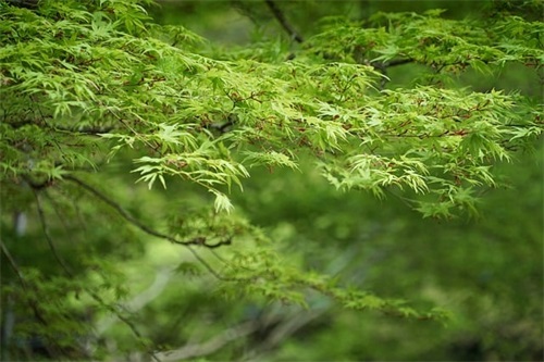 给大学新生的励志寄语-54句 给大学新生的励志寄语-54句