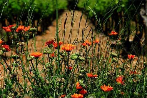 美到窒息的古风句子合集