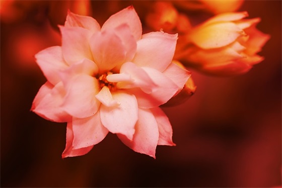 一个人孤单的说说心情句子-82句