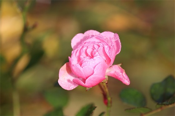 夕阳句子唯美短句(推荐48句)