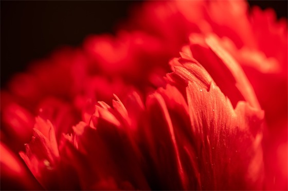 酒店专业求职信