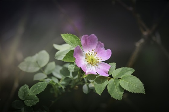 运动员退役申请书范文