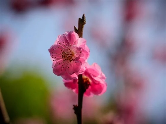 行政法律专业求职信