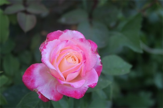 行政再审申请书范文