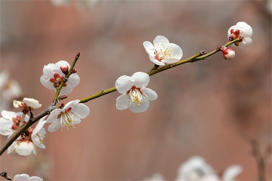 中考家长寄语鼓励-55句