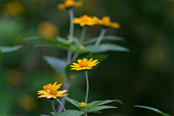 初中毕业学生寄语唯美简短-50句