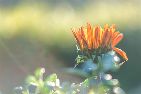 幼儿园毕业寄语和祝福-46句