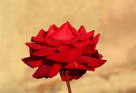 家长对孩子的寄语和鼓励-50句