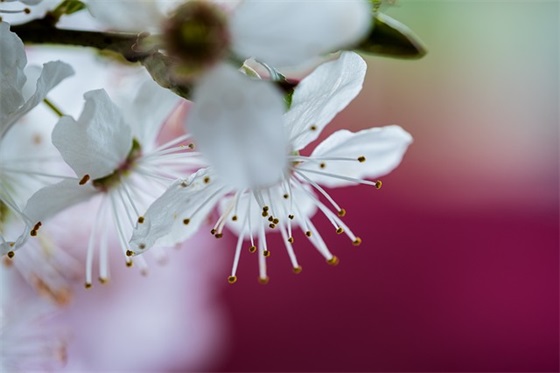 家长对孩子的毕业寄语小学-51句