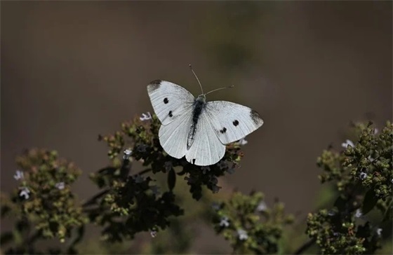 端午最短寄语-57句