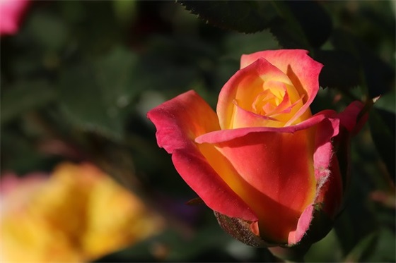 孩子们步入小学寄语-51句