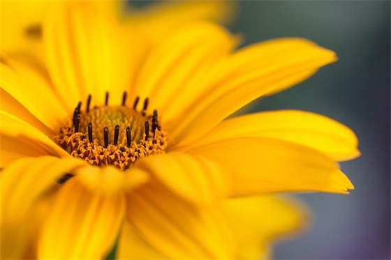 生日寄语女朋友-52句