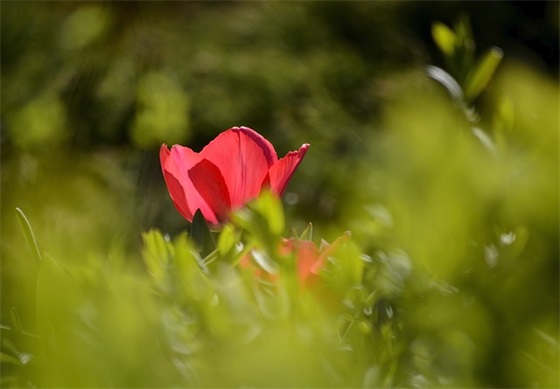 简短祝福寄语-55句 简短祝福寄语-55句