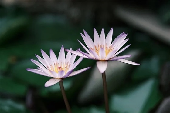 简短祝福寄语-54句 简短祝福寄语-54句