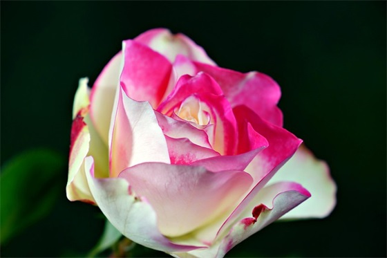 愿未来寄语-55句