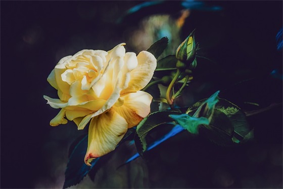 未来寄语怎么写-50句