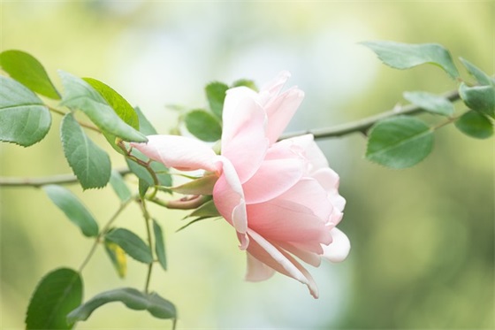 送给儿子大学毕业寄语-47句