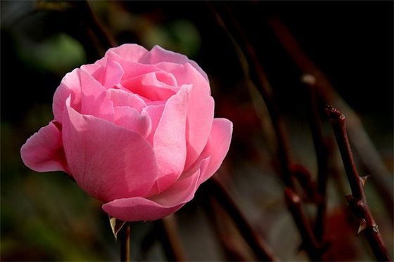 班主任给中考生的寄语-53句