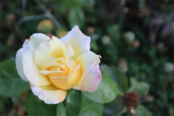 给高中儿子寄语怎么写-44句