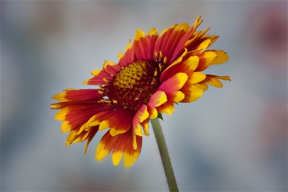 家长给小学生寄语-39句 家长给小学生寄语-39句