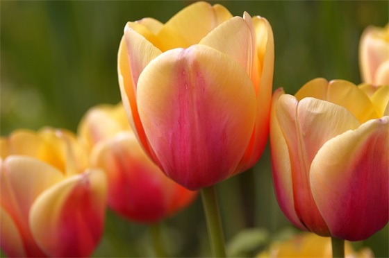 对孩子中考寄语-52句