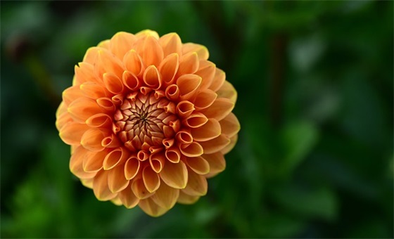 小学生自己的决心寄语-51句