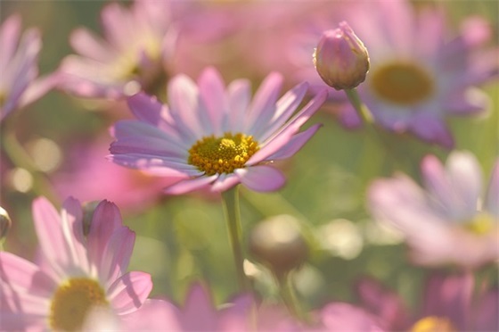 学生的个人寄语-43句