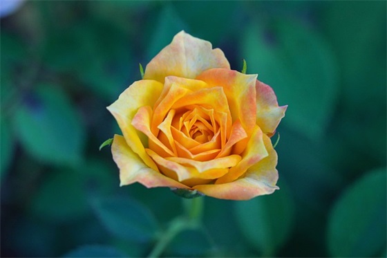 中班下学期期末老师寄语-23句